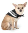 Doggie Bandanas